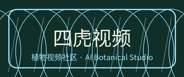 四虎视频